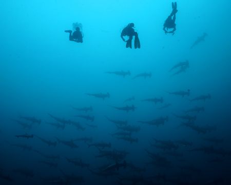 Hammerheads with three divers in Malpelo Island, Colombia. by Ofer Ketter 