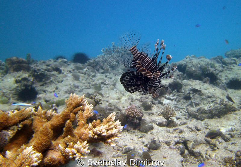 Guarding Lionfish by Svetoslav Dimitrov 