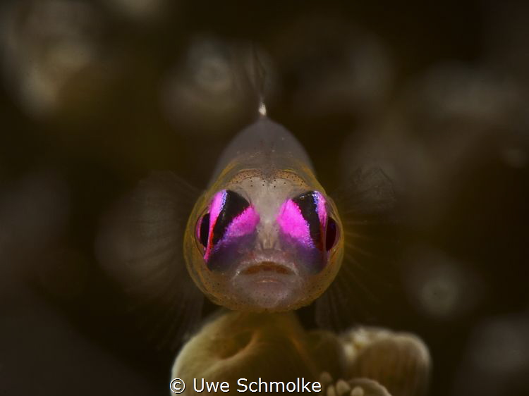 Pink eye goby - Bryaninops natans by Uwe Schmolke 