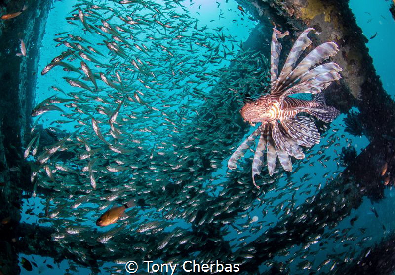 Lionfish hunting for breakfast by Tony Cherbas 