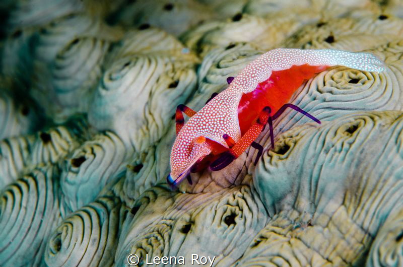 Emperor shrimp on sea cucumber by Leena Roy 