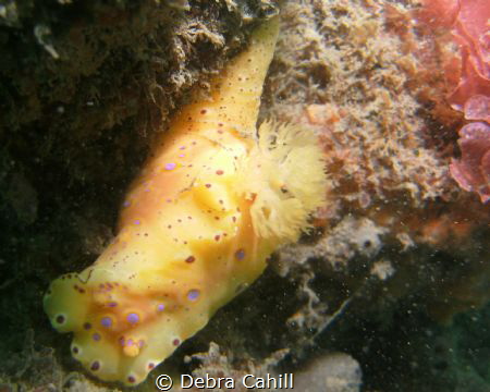 Short-Tailed Ceratosoma Little Beach Port Stevens by Debra Cahill 