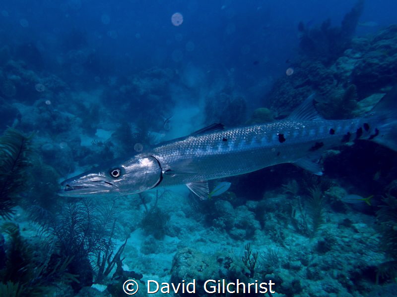 A Barracuda at Looe Key Reef, Florida by David Gilchrist 