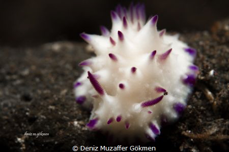 Nudibranch mexichromis multitubelcilata by Deniz Muzaffer Gökmen 