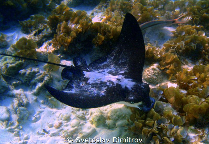 This eagle ray came when we were at snorkeling close to t... by Svetoslav Dimitrov 