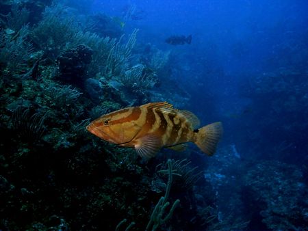 This photo was taken in Belize, where the grouper are ple... by Steven Anderson 