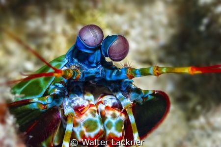 mantis shrimp by Walter Lackner 