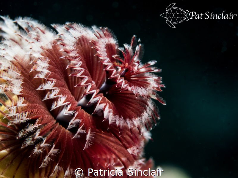 Christmas Tree Worms are my favorite subject.  You have t... by Patricia Sinclair 