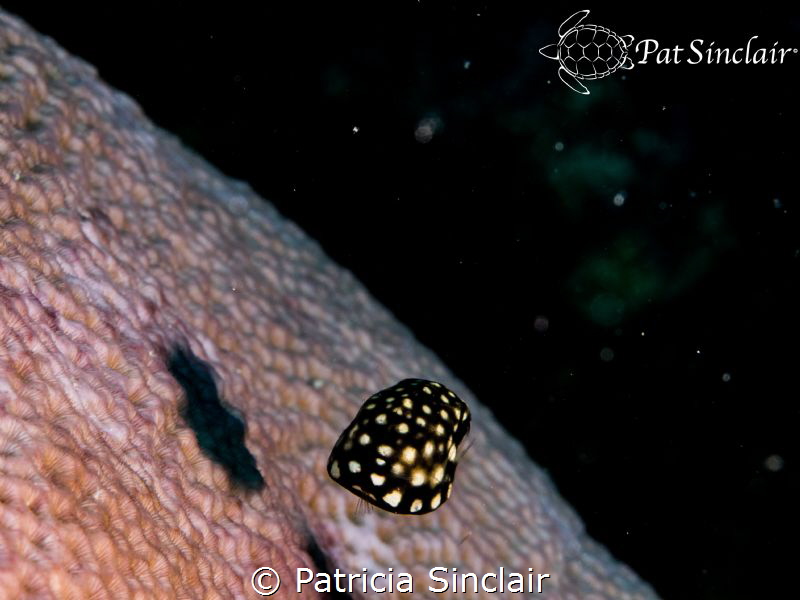 Juvenile trunkfish.  Cute black and yellow marbles almost... by Patricia Sinclair 