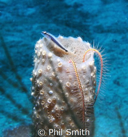 Brittle Star and Friend by Phil Smith 