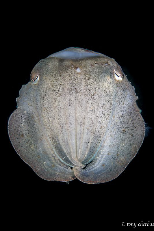 Fact: Cuttlefish have three hearts and green-blue blood. by Tony Cherbas 