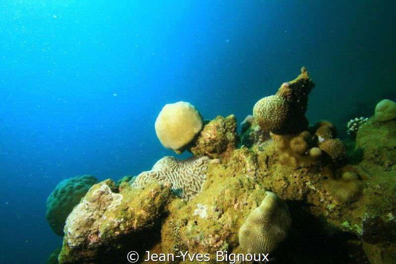 Reef formation,one of many of course in Turtle Bay-Maurit... by Jean-Yves Bignoux 