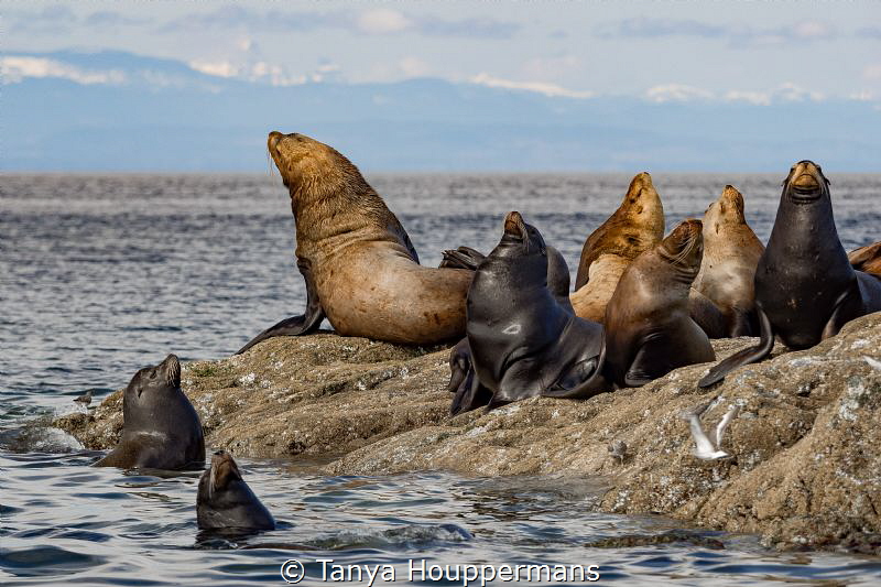 'Sunning Sea Lions' - These Steller sea lions near Vancou... by Tanya Houppermans 