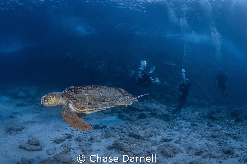 "Old Wise Man"
A Loggerhead Turtle making some friendly ... by Chase Darnell 
