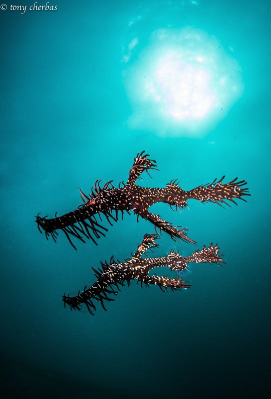 Morning Ghosts (Ghost Pipefish) by Tony Cherbas 
