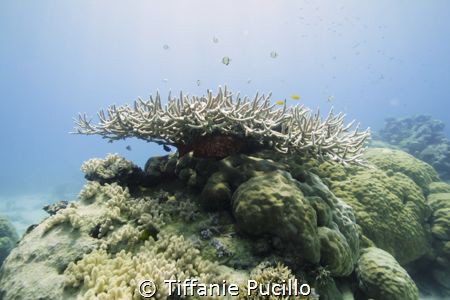 Large Staghorn coral with a variety of fish swimming arou... by Tiffanie Pucillo 