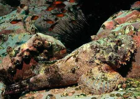 A stonefish in Cocos Island, Costa Rica. by Ofer Ketter 