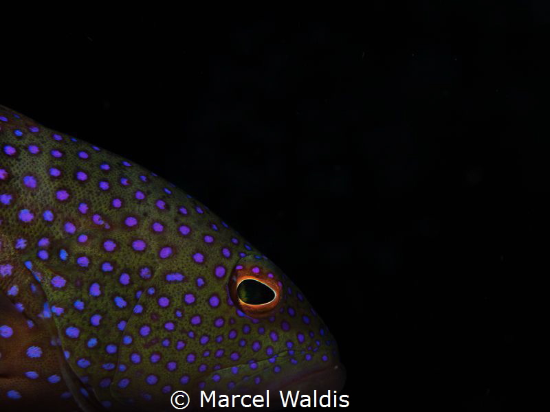 Bluespotted Grouper , Cephalopholis argus
Olympus OMD EM... by Marcel Waldis 