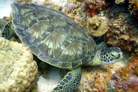 Turtle in Curacao. Taken with Nikon Coolpix 990 in Ikelit... by Brian Mayes 