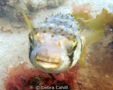 Porcupine Fish Pipeline Pt  Stevens by Debra Cahill 