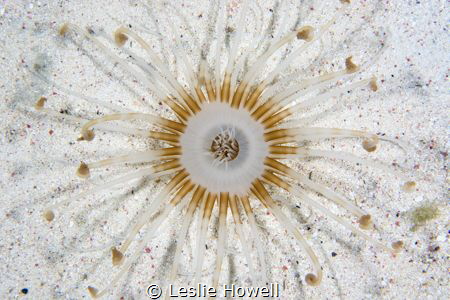 We would see these beautiful banded tube dwelling anemone... by Leslie Howell 