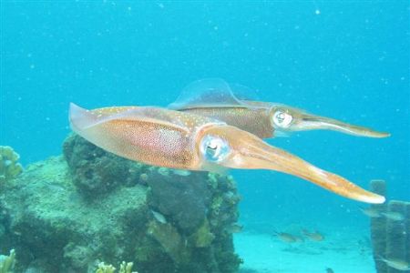 Cuttlefish at Curacao by Jon Doud 