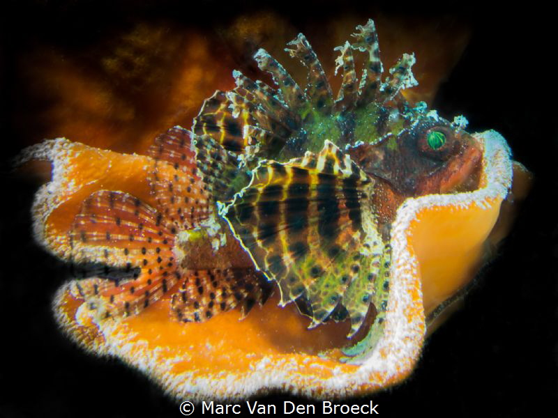 "orange house" scorpion fish by Marc Van Den Broeck 