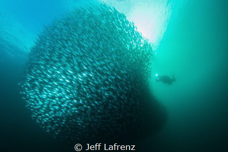 While diving in the Raja Ampat area of Indonesia we came ... by Jeff Lafrenz 