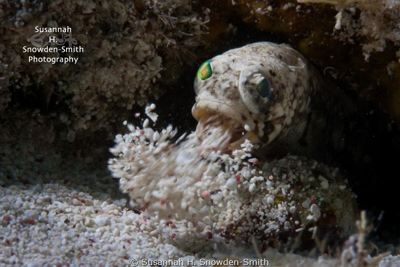 "Spring Cleaning!"

A banded jawfish expels sand from i... by Susannah H. Snowden-Smith 