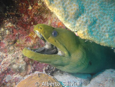 Green Moray Eel by Alberto Salvini 