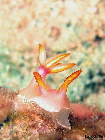 Crawling nudi! Image was taken with Canon S80 without str... by Ed Eng 