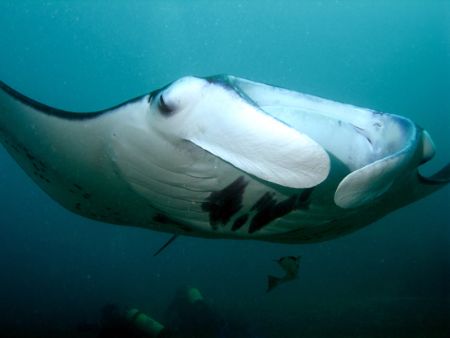 Happy Mantas in Yap, Micronesia... this one loved having ... by Alex Tattersall 
