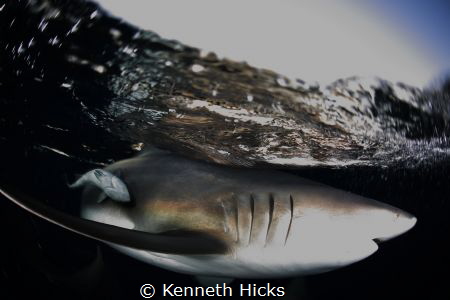 Black Tip Reef Shark, Taken off Aliwal Shoal, Umkamaas, D... by Kenneth Hicks 