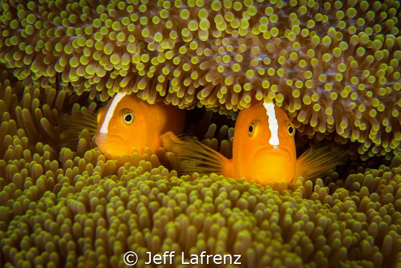Hide and seek.  Two inquisitive anemone fish peeking out ... by Jeff Lafrenz 
