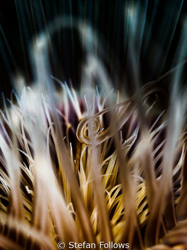 Hanging ...

Tube Anemone - Cerianthus sp.

Ang Thong... by Stefan Follows 