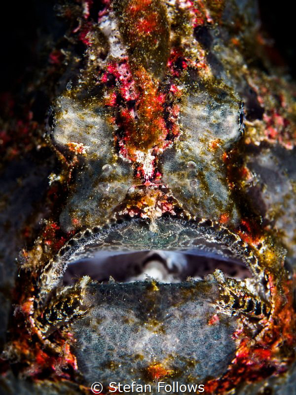 Face Off

Giant Frogfish - Antennarius Commerson

Bal... by Stefan Follows 