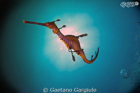 Dragon sun-backing... to take this shot I had to lay myse... by Gaetano Gargiulo 