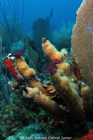 Pillar Corals - BVI - Normand Island - The Indians by Joao Batista Cabral Junior 