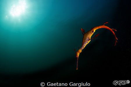 A plunge into darkness... by Gaetano Gargiulo 