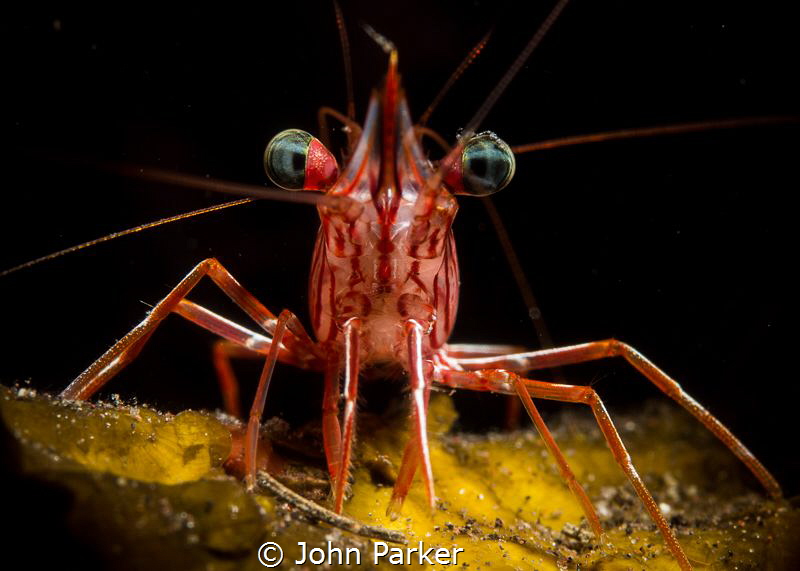 Red Shrimp by John Parker 
