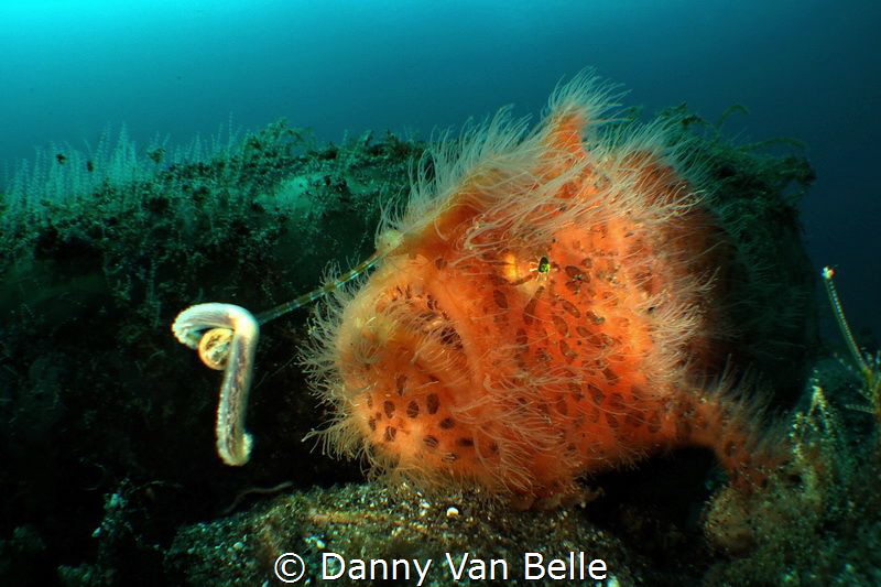 A hunting frogfish is always a nice encounter. The fleshy... by Danny Van Belle 