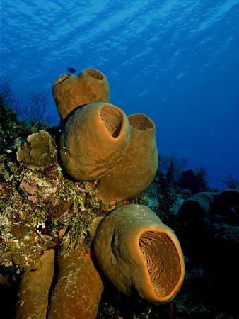 Huge Barrel Sponges of Cozumel. This photo was taken late... by Steven Anderson 