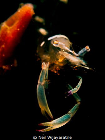 Common shrimp snooted with a simple torch by Neil Wijayaratne 