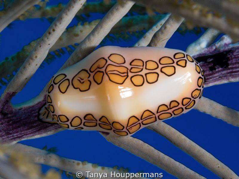 'Life In The Slow Lane' - A flamingo tongue cowrie in the... by Tanya Houppermans 