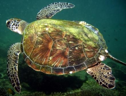 Turtle at Dibba Rock by Nicky Bowker 