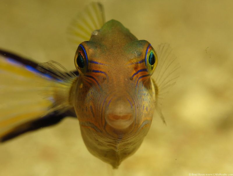 Sharpnose Puffer (Canthigaster rostrata) by Brad Ryon 