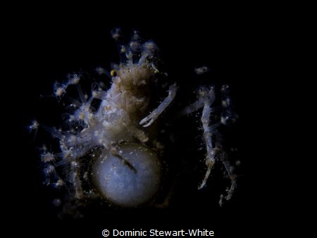 Spring collection.  This decorator crab is looking very s... by Dominic Stewart-White 