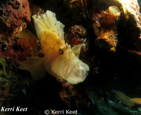 Yawning paperfish on Stringer Reef, Sodwana Bay, South Af... by Kerri Keet 