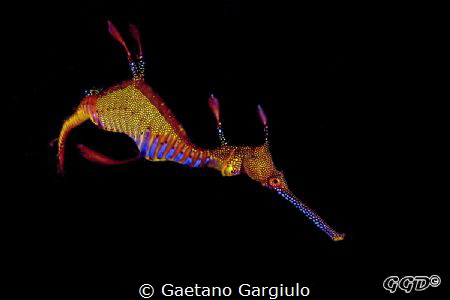 Space dragon... a very pretty and young dragon by Gaetano Gargiulo 