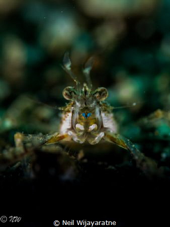 Shrimp up close and personal by Neil Wijayaratne 